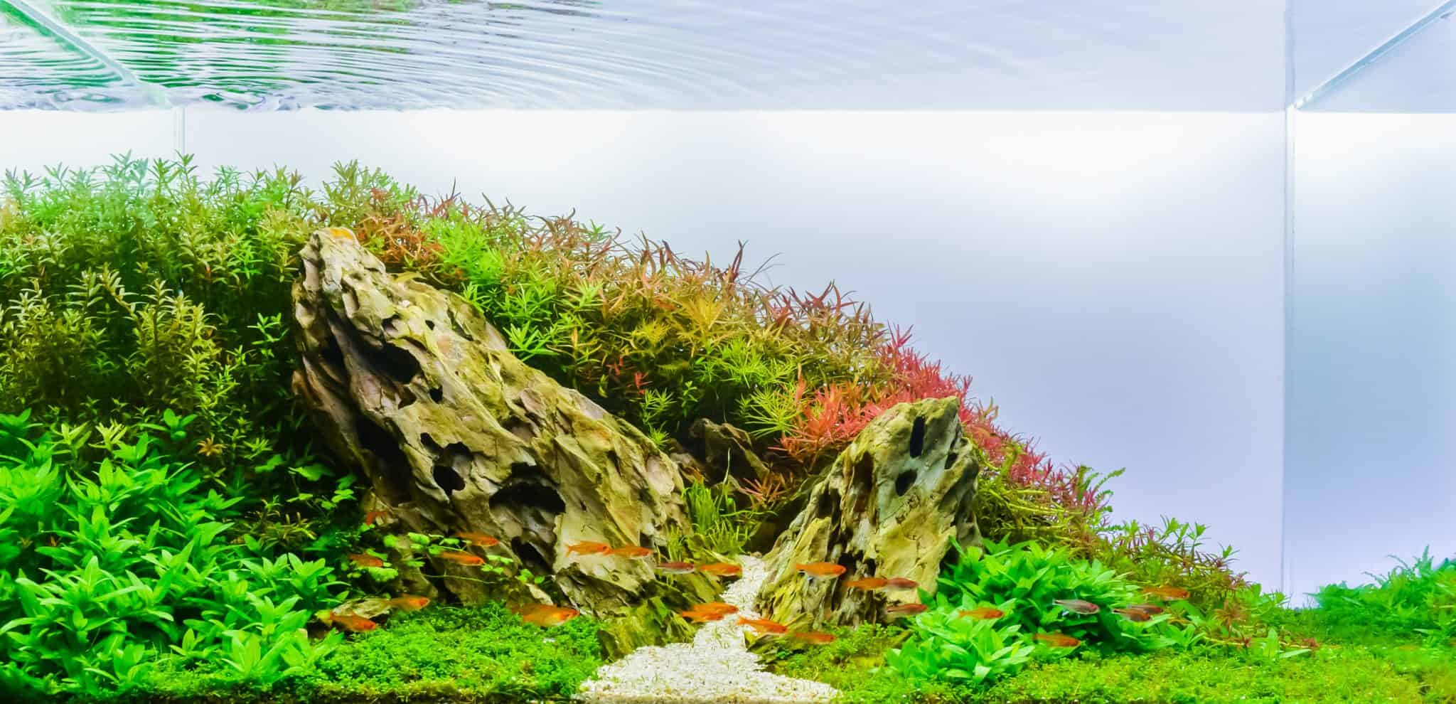 Aquarium Rock Guide to Types of Aquarium Rocks & More Fish Laboratory