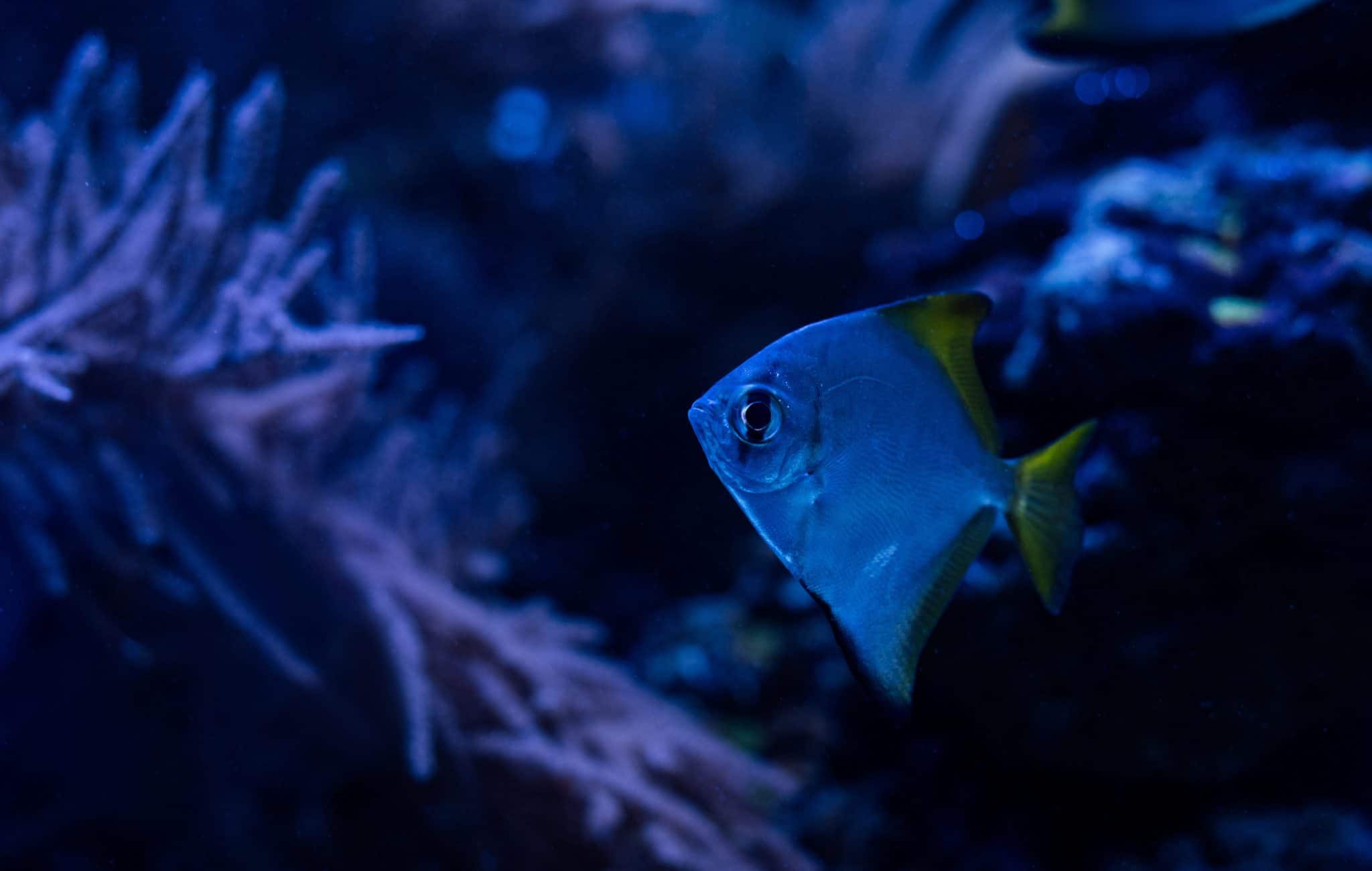 Can Fish See in the Dark? Fish Laboratory