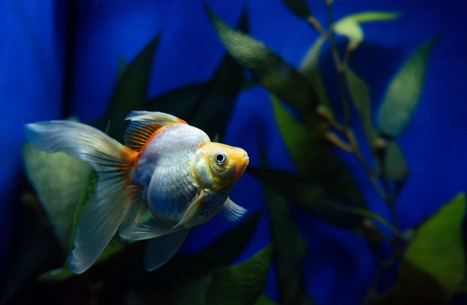 Hanako Fish Koi Hanako: Oldest Koi Fish with Longest Recorded Lifespan - Fish ...