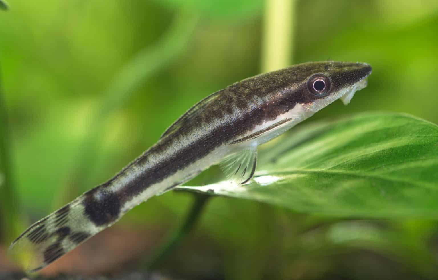15 Best Algae Eater for Freshwater Aquariums Fish Laboratory
