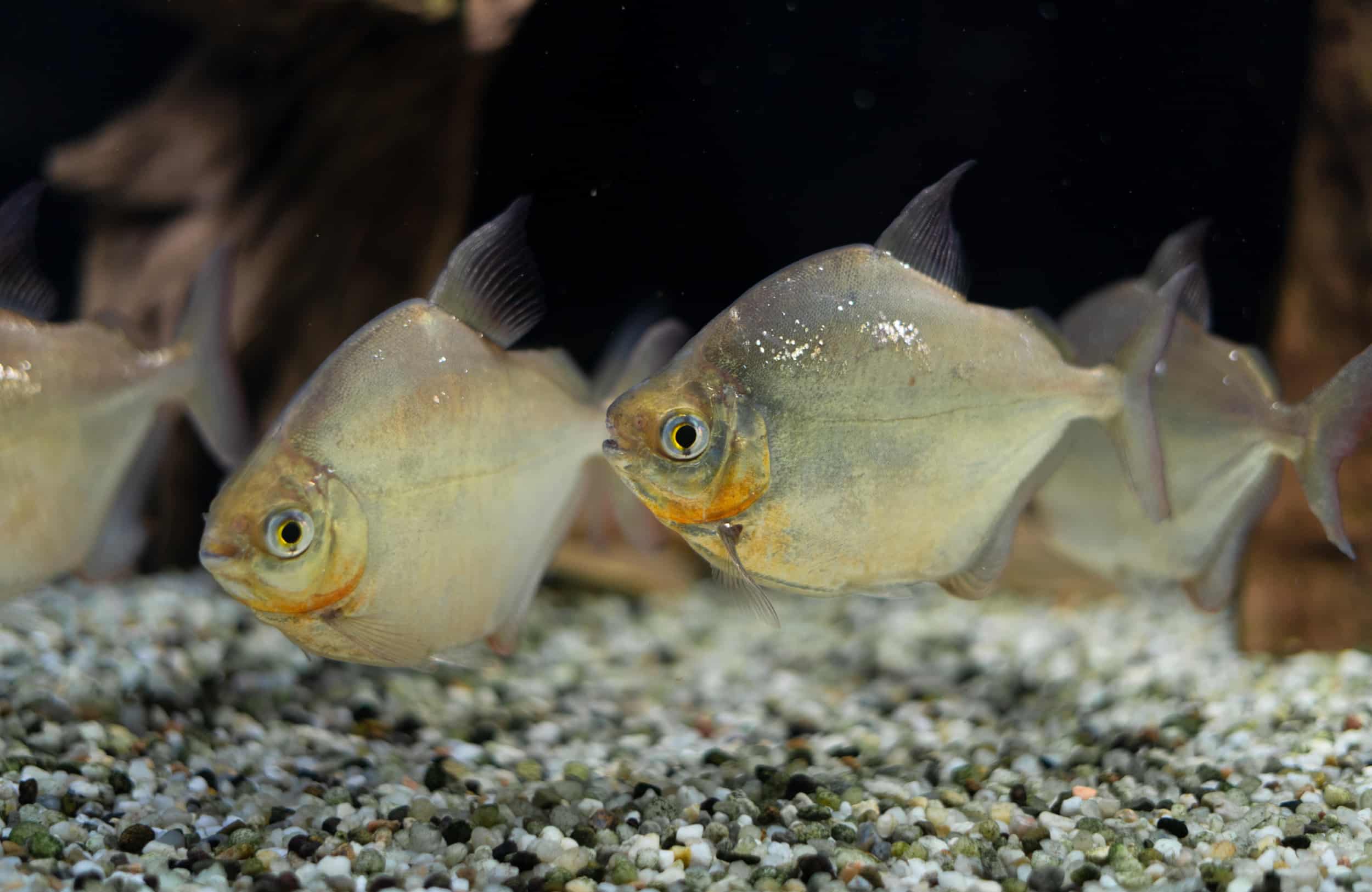 how to sex silver dollar fish Silver Dollar Fish (Metynnis hypsauchen)
