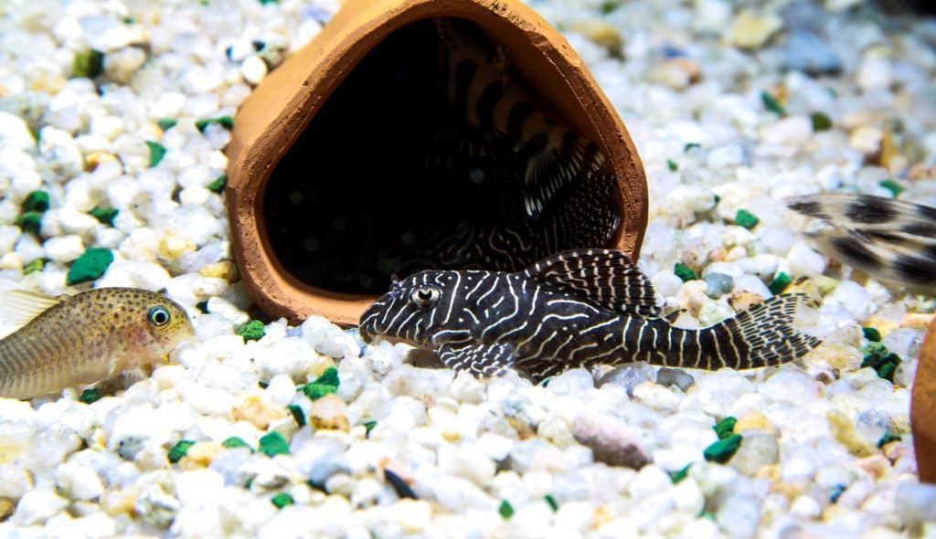 Pleco Size Chart Small Plecos Large Plecos More Fish Laboratory Pleco Size Chart Small Plecos Large Plecos More Fish Laboratory
