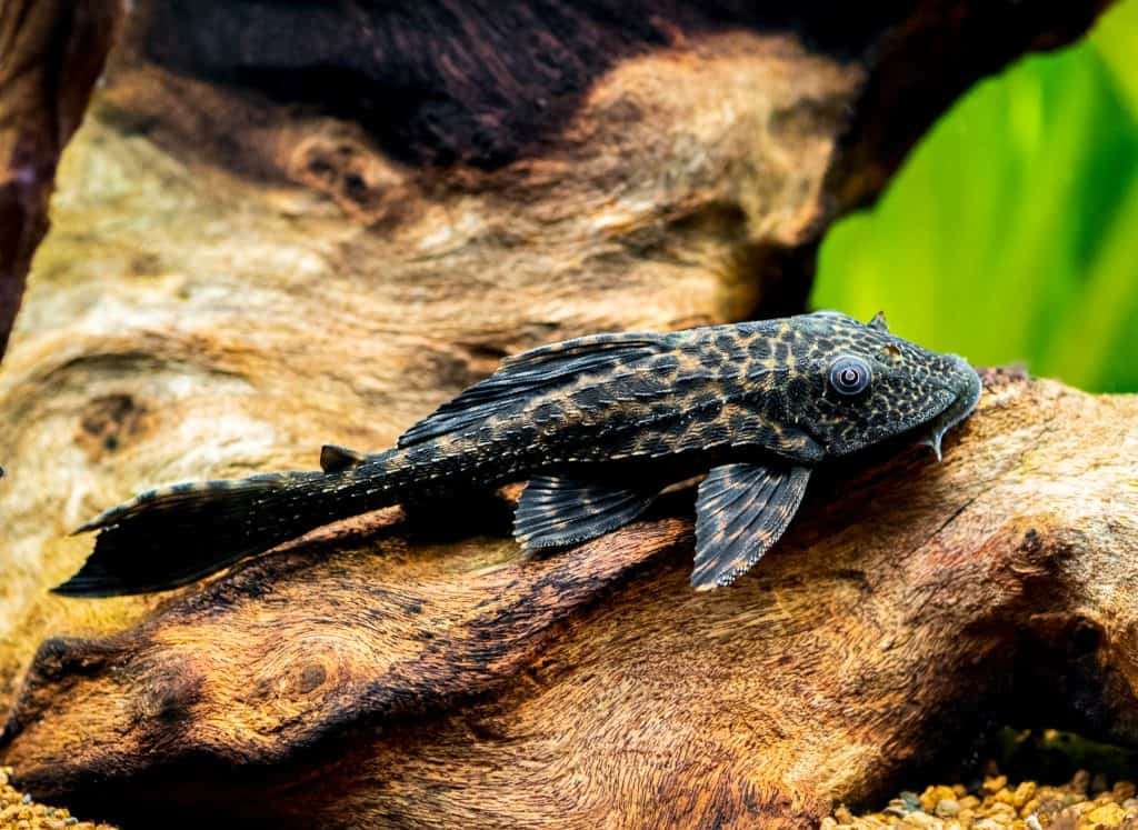 5x Chocolate Bristlenose Pleco – .75 To 2 Inch – Peaceful Freshwater Tropical Fish