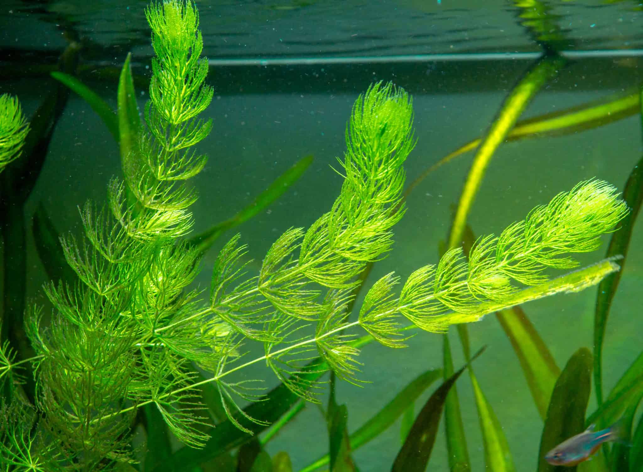 View of 31 Best Low Light Aquarium Plants: Ultimate Guide - Fish Laboratory