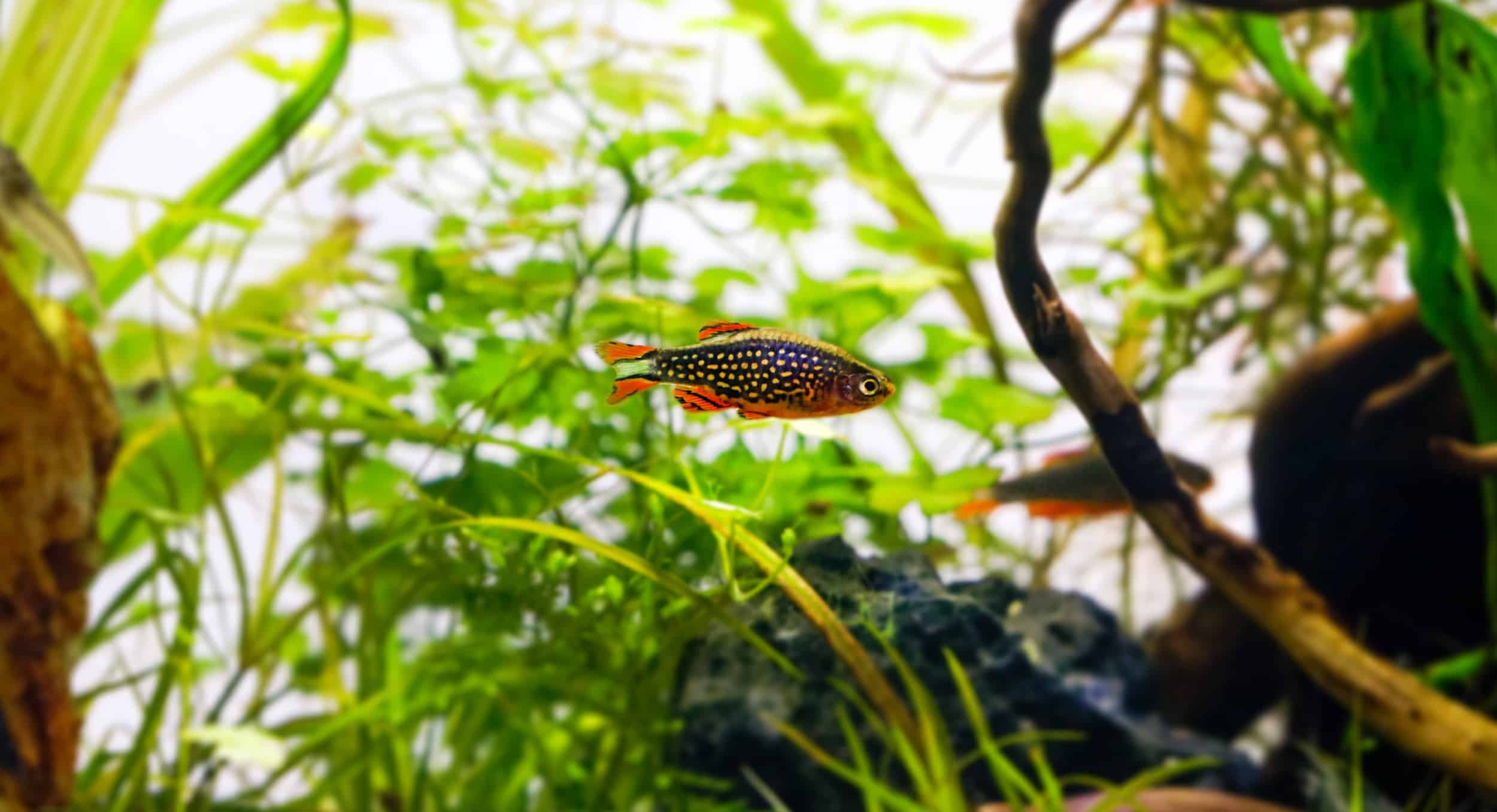 Galaxy Rasbora Breeding