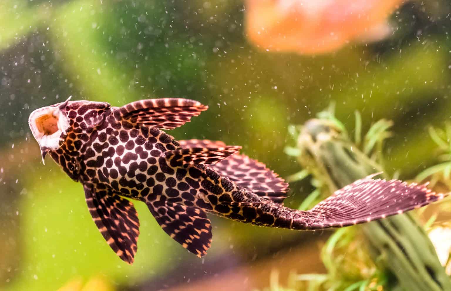 L236 Pleco Super White Pleco Ultimate Care Guide Fish Laboratory l236-pleco-super-white-pleco-ultimate-care-guide-fish-laboratory
