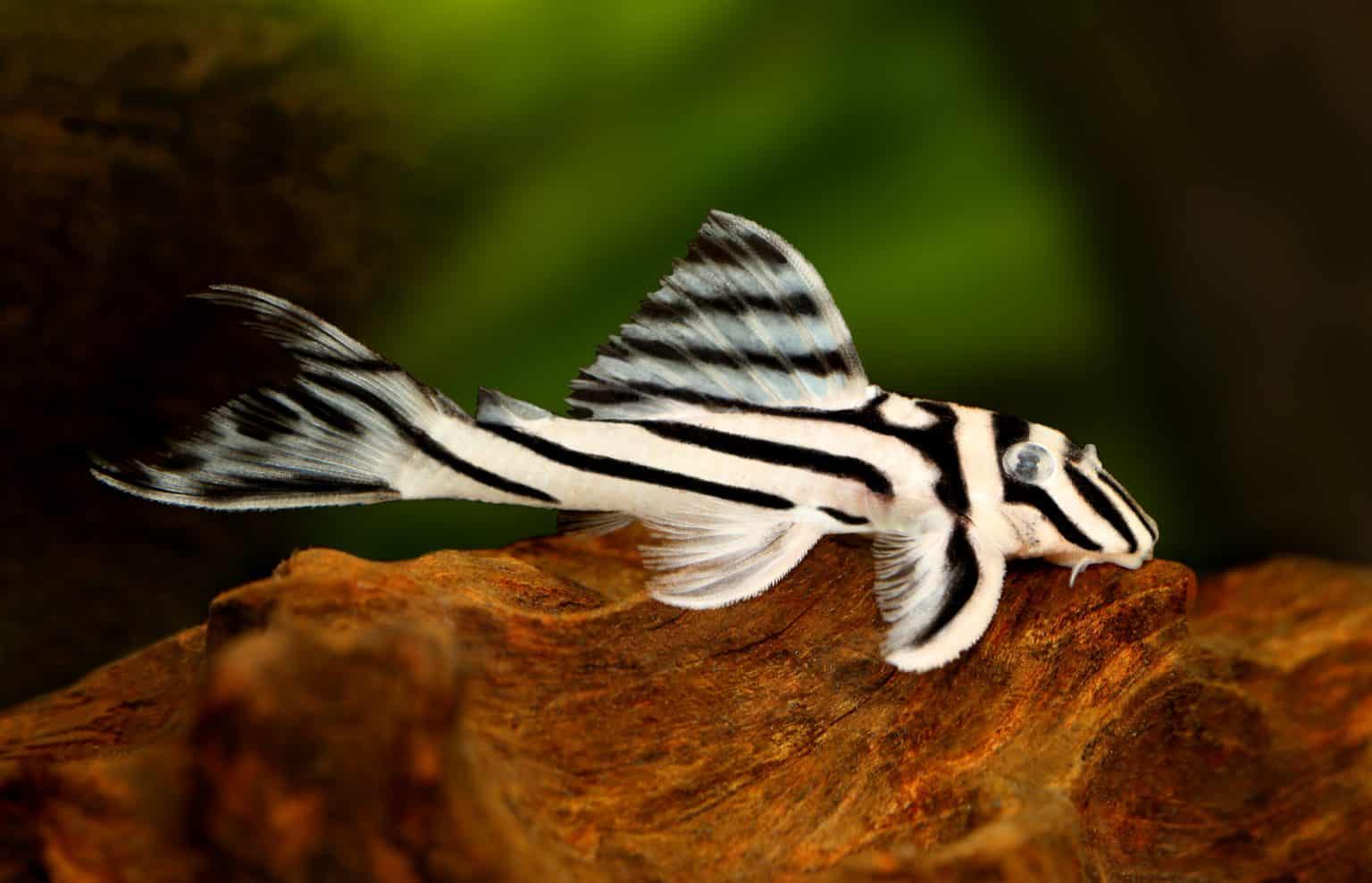 King Tiger Pleco L333 Hypancistrus Sp Ultimate Care Guide Fish l397-pleco-alenquer-tiger-pleco-ultimate-care-guide-fish-laboratory