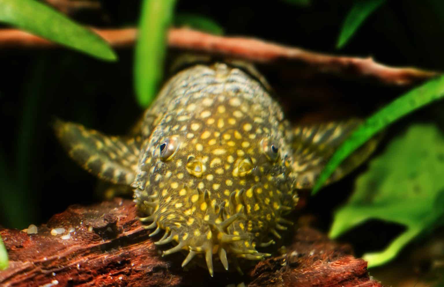 15 Best Algae Eater for Freshwater Aquariums Fish Laboratory