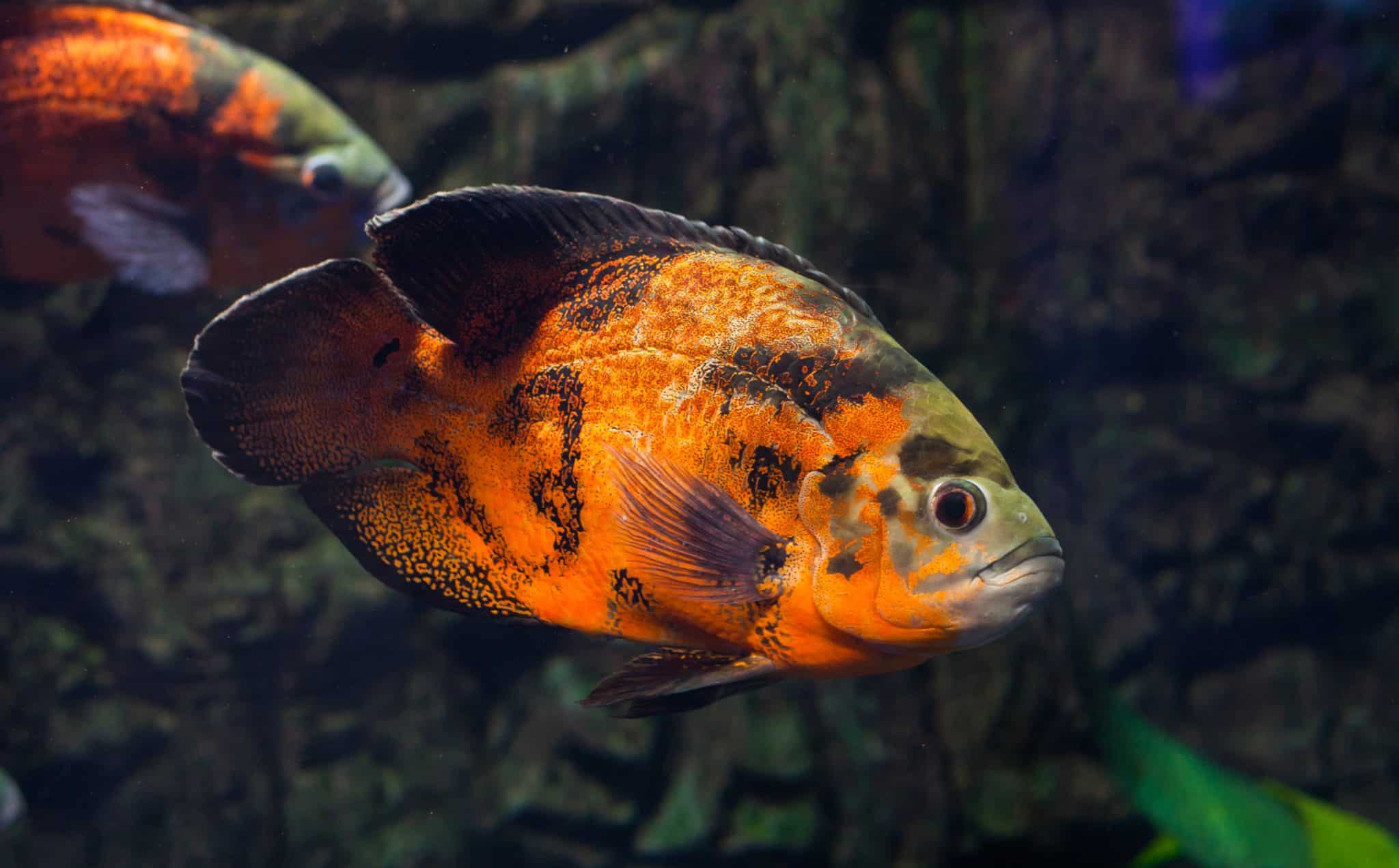 Best Oscar Fish Food: The Ultimate Guide - Fish Laboratory