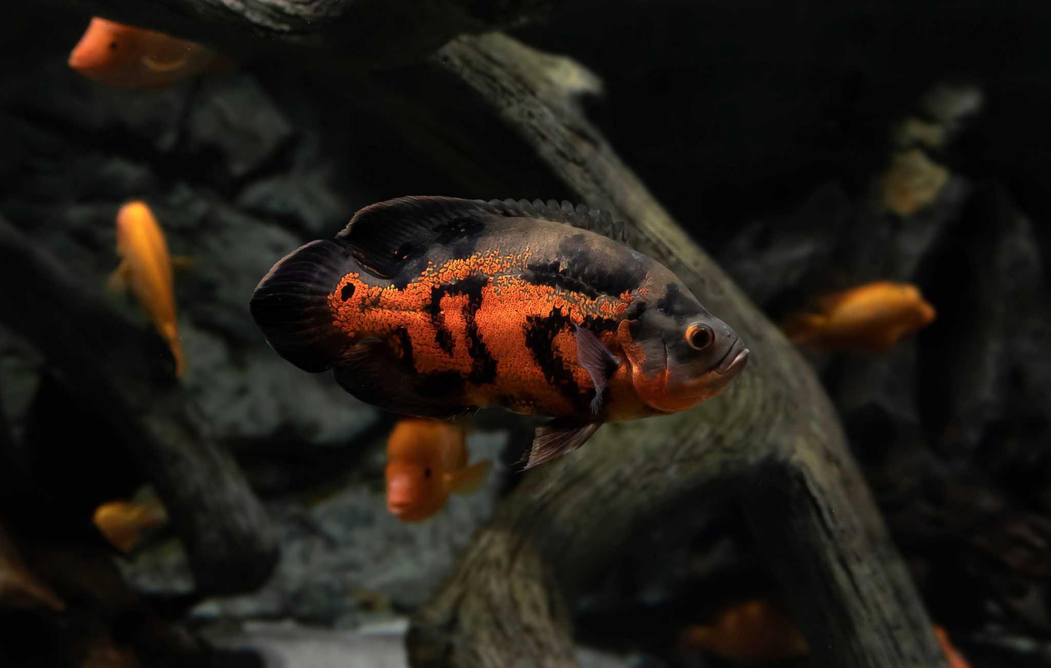 Oscar Fish Tank The Oscar Tank Setup Guide Fish Laboratory