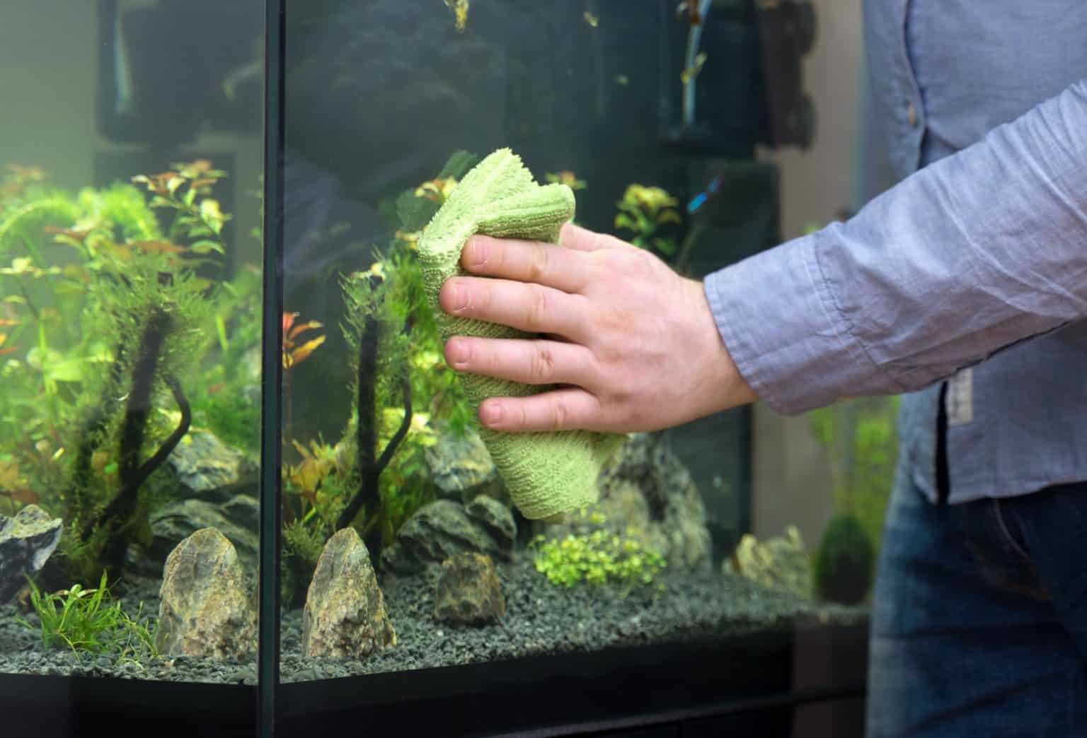 How to Clean a Fish Tank Fish Laboratory