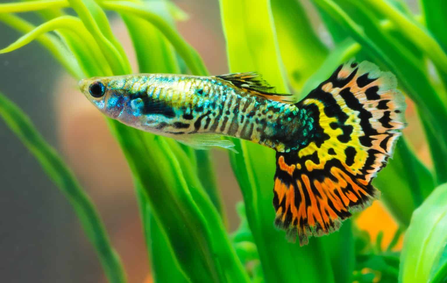 28 Best Guppy Tank Mates The Ultimate List Fish Laboratory