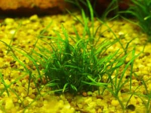 Helanthium Tenellum
