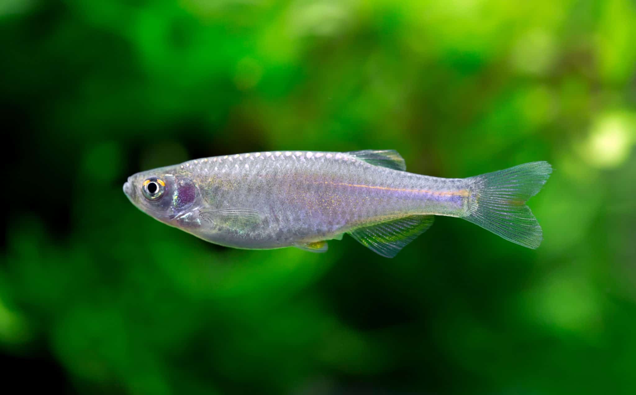 Pearl Danio (Danio albolineatus): Species Profile & Care Guide - Fish ...