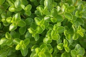 Bacopa Caroliniana (Lemon Bacopa)